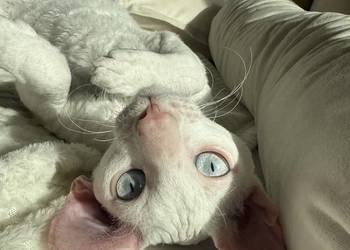 Cornish rex kocurek kotek Cornish rex kocurek kotek
