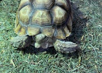 Zółw pustnyy żółw lądowy centrochelys sulcata