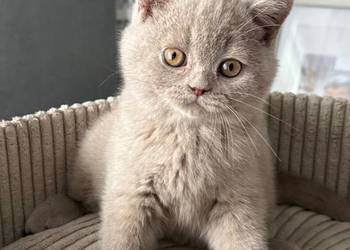 Brytyjski Krótkowłosy - Krótkowłosa Płowa - Tęczowy Agat - Miot M - 089