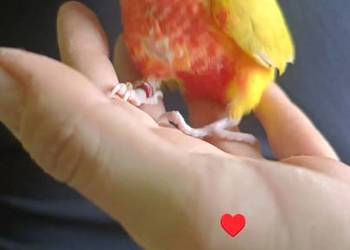 Papugi rudosterki ręcznie karmione