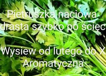 Pietruszka naciowa odrasta szybko po ścięciu nasiona