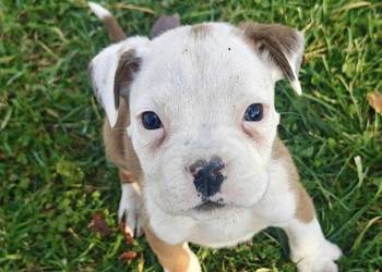 Śliczny piesek rasy Bokser