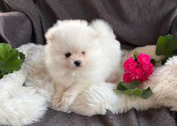 SZPIC MINIATUROWY POMERANIAN PIĘKNA SUNIA