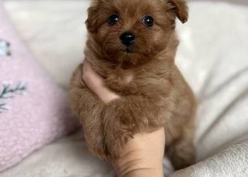 POMAPOO szpic miniaturowy & pudel toy suczka