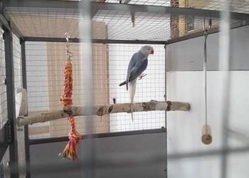 Młoda Aleksandretta