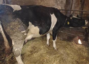 Jałówka cielna termin 05 grudnia 2025