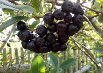 Świeża aronia z przydomowego ogródka -5 kg