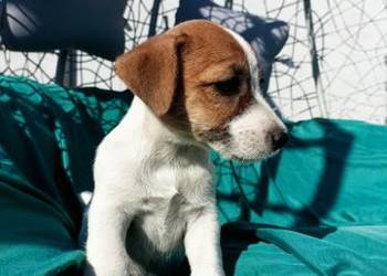 Wzorcowy Jack Russell gładki doskonała budowali umaszczenie ojciec FCI