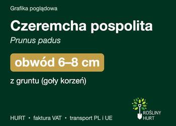 Czeremcha pospolita (Prunus padus) obwód 6-8 cm, z gruntu – HURT
