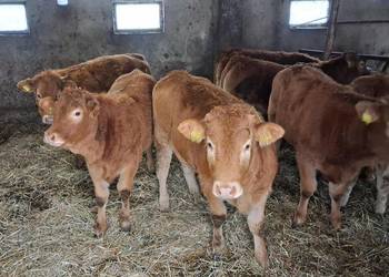 Odsadki Jałówki 100% lm