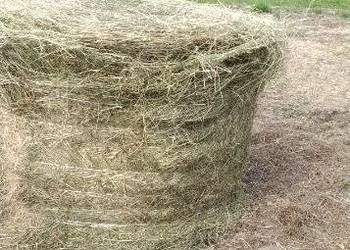 Siano belki 120 cm z tego roku