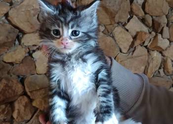 Śliczne kocięta Maine coon z rodowodem Śliczne kocięta Maine coon z rodowodem