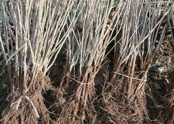 Sadzonka sztobry porzeczki czerwona czarne