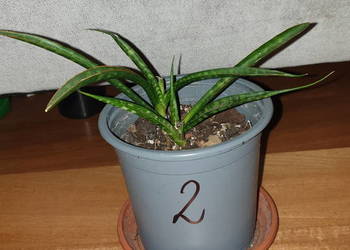 Sansewieria cylindryczna,  doniczka nr 2