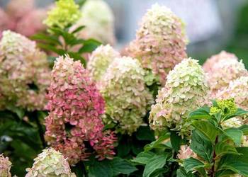 Hortensja bukietowa ‘Magical Sweet Summer'