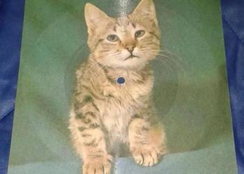 Pocztówka dźwiękowa - H. Kunicka Pocztówka dźwiękowa - H. Kunicka