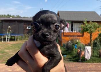 Chihuahua piesek/suczka