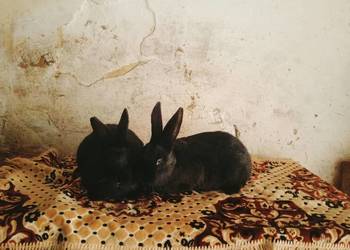 Sprzedam młode samce