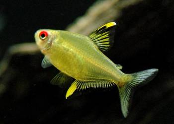 Bystrzyk pięknopłetwy - Hyphessobrycon pulchripinnis