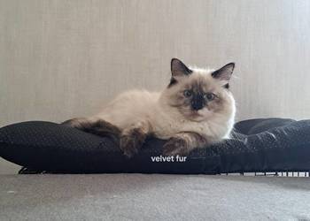 Kotka neva masquerade syberyjska szylkret