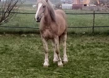 Klacz zimnokrwista 3-letnia