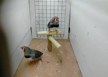 Zeberki samce dorosłe i młode