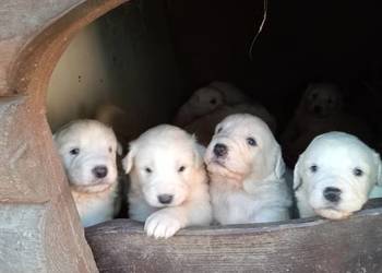 Szczenięta owczarka podhalanskiego Szczenięta owczarka podhalanskiego