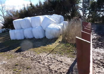 sianokiszonka w balotach