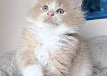 Maine Coon - Kocięta po importach !