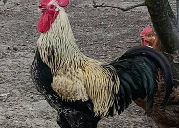 Młody kogut z 2025r