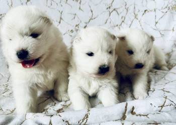 Samoyed ZKwP-śnieżnobiały chłopiec,domowa hodowla