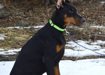 Szczeniak dobermana