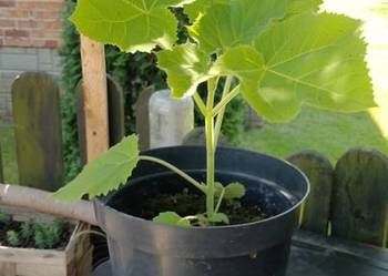 Paulownia 30 zł sztuka