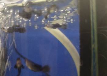 Endlery na sprzedaż