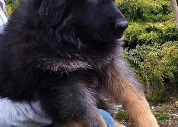 Owczarek niemiecki długowłosy potężny szczeniak po potężnych psach