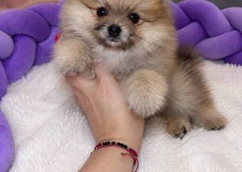 Sunia szpic miniaturowy pomeranian Orange Merle Badania DNA !