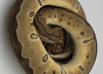 Special clown samica Pyton królewski regius wąż gad