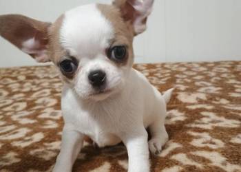 Chihuahua  chłopczyk Bursztyn chip rodowód