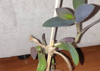 Trzykrotka, setkrezja purpurowa , wysokość 27cm