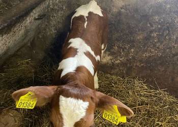 Jałoszki cieląta byczki