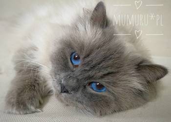 Cudowny ragdoll kocur hodowla FPL rodowód