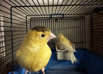 Para Kanarków i młody czyżyk