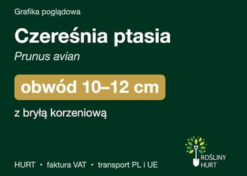 Czereśnia ptasia (Prunus avian) obwód 10-12 cm, z bryłą – HURT