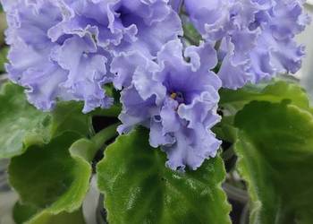 Sprzedam nadwyżki z kolekcji fiołków - młode rośliny odmiany EK Nautilus