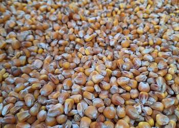 Kukurydza , Pszenica workowana 25kg