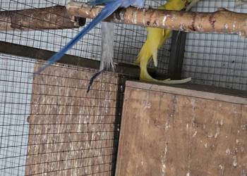 Papugi aleksandretty obrożne