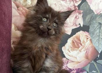 Kotka Maine Coon Nera