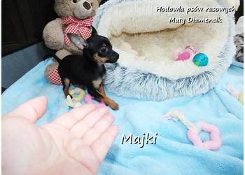 Maleńki XS! Piesek MAJKI Pinczer miniaturowy, (Ratlerek/Sarenka) do ODBIORU