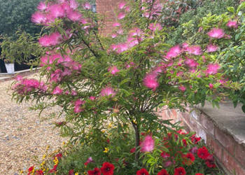 KALLIANDRA Dixie Pink - sadzonki w doniczkach