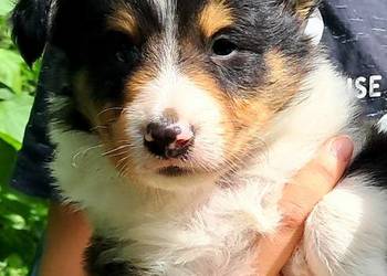 Owczarek szkocki Collie długowłosy- szczeniaczki